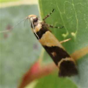 Macrobathra chrysotoxa at Jerrawa, NSW - 28 Dec 2024