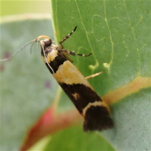 Macrobathra chrysotoxa at Jerrawa, NSW - 28 Dec 2024