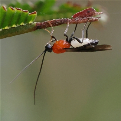 Braconidae (family) (Unidentified braconid wasp) at Jerrawa, NSW - 28 Dec 2024 by ConBoekel