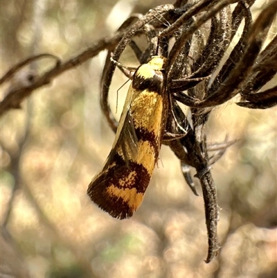 Olbonoma triptycha (Chezela Group) at Watson, ACT - 30 Dec 2024 by Pirom