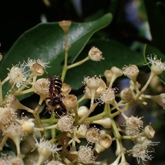 Sericogaster fasciata by SapphFire