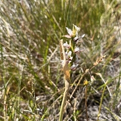 Paraprasophyllum candidum (Kiandra Leek Orchid) at Long Plain, NSW - 29 Dec 2024 by dgb900