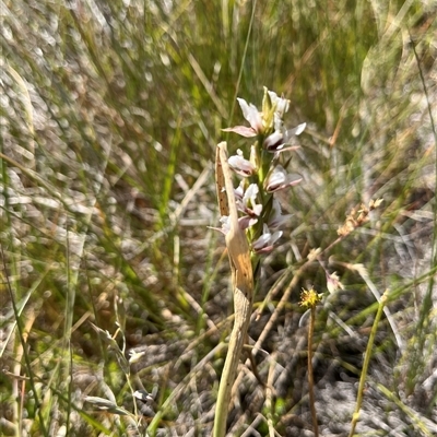 Paraprasophyllum candidum (Kiandra Leek Orchid) at Long Plain, NSW - 29 Dec 2024 by dgb900