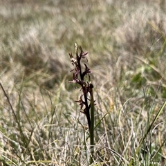 Paraprasophyllum tadgellianum (Tadgell's leek orchid) at Long Plain, NSW - 30 Dec 2024 by dgb900