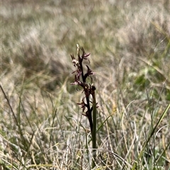 Paraprasophyllum tadgellianum at Long Plain, NSW - 30 Dec 2024 by dgb900