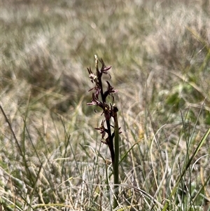 Paraprasophyllum tadgellianum at Long Plain, NSW - suppressed