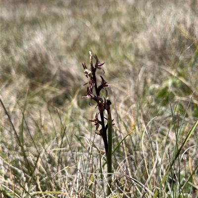 Paraprasophyllum tadgellianum (Tadgell's leek orchid) at Long Plain, NSW - 30 Dec 2024 by dgb900