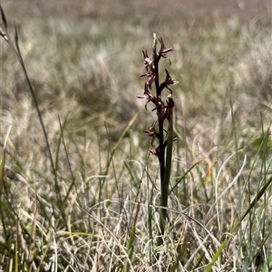 Paraprasophyllum tadgellianum at Long Plain, NSW - suppressed