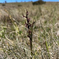 Paraprasophyllum tadgellianum at Long Plain, NSW - suppressed