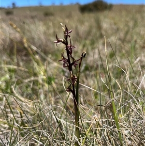 Paraprasophyllum tadgellianum at Long Plain, NSW - suppressed