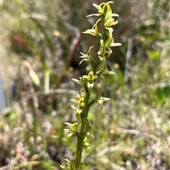 Paraprasophyllum sphacelatum (Large Alpine Leek-orchid) at Long Plain, NSW - 30 Dec 2024 by dgb900