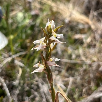 Paraprasophyllum candidum (Kiandra Leek Orchid) at Long Plain, NSW - 30 Dec 2024 by dgb900