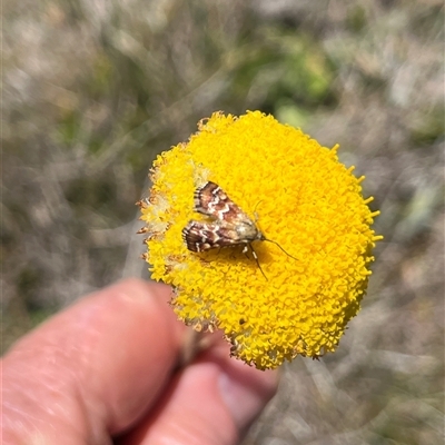 Unidentified Moth (Lepidoptera) at Long Plain, NSW - 30 Dec 2024 by dgb900