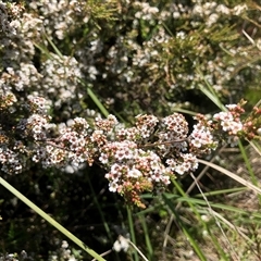 Baeckea utilis (Mountain Baeckea) at Long Plain, NSW - 30 Dec 2024 by dgb900