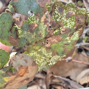 Doratifera quadriguttata at Bungendore, NSW - 30 Dec 2024