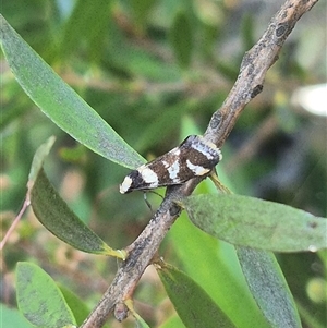 Isomoralla eriscota at Bungendore, NSW - suppressed