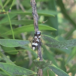 Isomoralla eriscota at Bungendore, NSW - suppressed