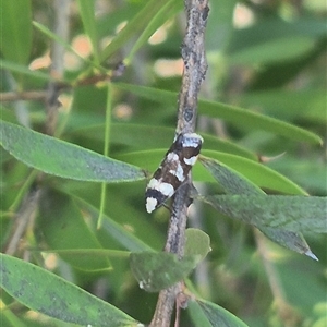 Isomoralla eriscota at Bungendore, NSW - 30 Dec 2024