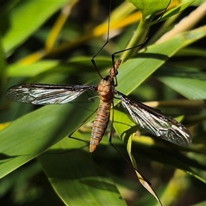 Leptotarsus (Leptotarsus) sp.(genus) at Bungendore, NSW - suppressed