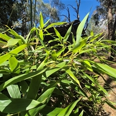 Leptotarsus (Leptotarsus) sp.(genus) at Bungendore, NSW - suppressed