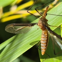 Leptotarsus (Leptotarsus) sp.(genus) at Bungendore, NSW - suppressed