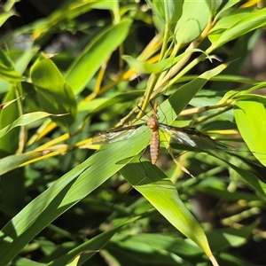 Leptotarsus (Leptotarsus) sp.(genus) at Bungendore, NSW - suppressed