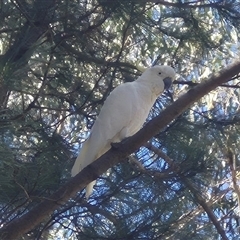 Cacatua galerita (Sulphur-crested Cockatoo) at Bungendore, NSW - 30 Dec 2024 by clarehoneydove