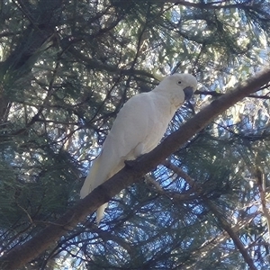 Cacatua galerita at Bungendore, NSW - 30 Dec 2024