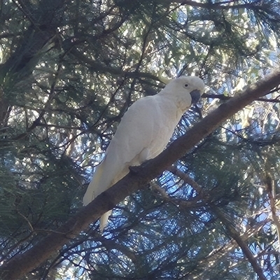 Cacatua galerita at Bungendore, NSW - 30 Dec 2024 by clarehoneydove