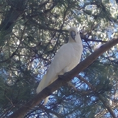 Cacatua galerita at Bungendore, NSW - 30 Dec 2024 04:28 PM