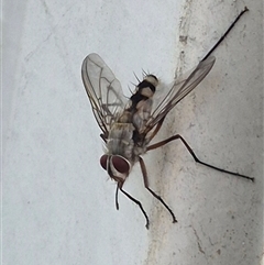 Prosena sp. (genus) (A bristle fly) at Bungendore, NSW - 25 Dec 2024 by clarehoneydove