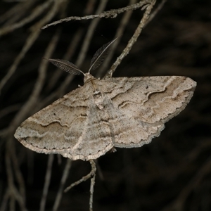 Syneora fractata (Ennominae) at Freshwater Creek, VIC by WendyEM