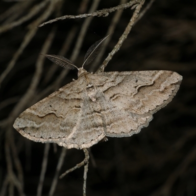 Syneora fractata (Ennominae) at Freshwater Creek, VIC - 22 Apr 2020 by WendyEM