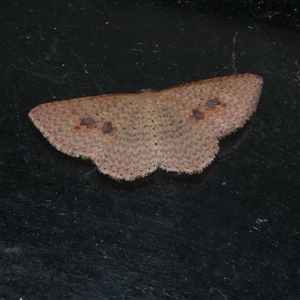 Epicyme rubropunctaria at Freshwater Creek, VIC - 23 Apr 2020 12:06 AM