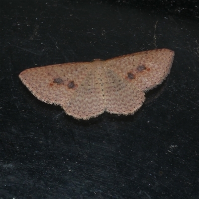 Epicyme rubropunctaria (Red-spotted Delicate) at Freshwater Creek, VIC - 23 Apr 2020 by WendyEM