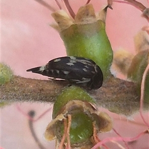 Mordellidae (family) at Bungendore, NSW - 25 Dec 2024