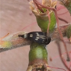 Mordellidae (family) at Bungendore, NSW - 25 Dec 2024