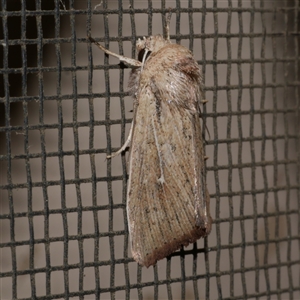 Leucania uda (A Noctuid moth) at Freshwater Creek, VIC by WendyEM