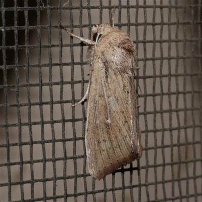 Leucania uda (A Noctuid moth) at Freshwater Creek, VIC - 22 Apr 2020 by WendyEM