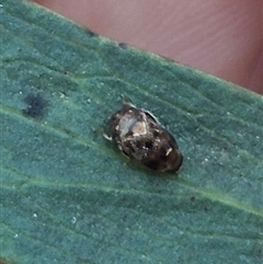 Tolasella maculosa (A penthimiine leafhopper) at Jingera, NSW - 23 Dec 2024 by clarehoneydove