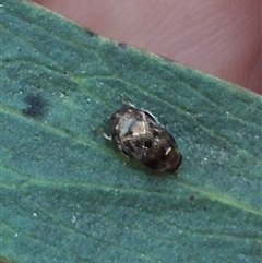 Deltocephalinae sp. (sub-family) (A leafhopper) at Jingera, NSW - 23 Dec 2024 by clarehoneydove