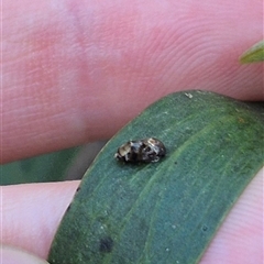 Deltocephalinae sp. (sub-family) at Jingera, NSW - 23 Dec 2024