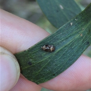 Deltocephalinae sp. (sub-family) at Jingera, NSW - 23 Dec 2024