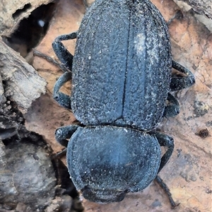 Byallius sp. (genus) at Jingera, NSW - 23 Dec 2024