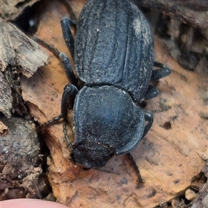 Byallius sp. (genus) at Jingera, NSW - 23 Dec 2024