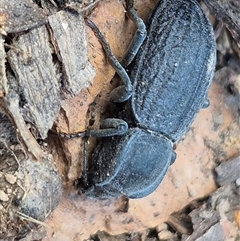 Byallius sp. (genus) at Jingera, NSW - 23 Dec 2024