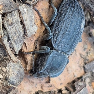 Byallius sp. (genus) at Jingera, NSW - 23 Dec 2024