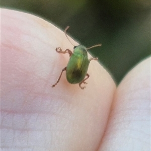 Edusella puberula (Leaf beetle) at Jingera, NSW by clarehoneydove