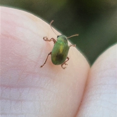 Edusella puberula (Leaf beetle) at Jingera, NSW - 23 Dec 2024 by clarehoneydove