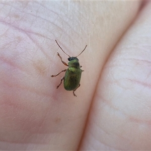 Edusella puberula at Jingera, NSW - 23 Dec 2024